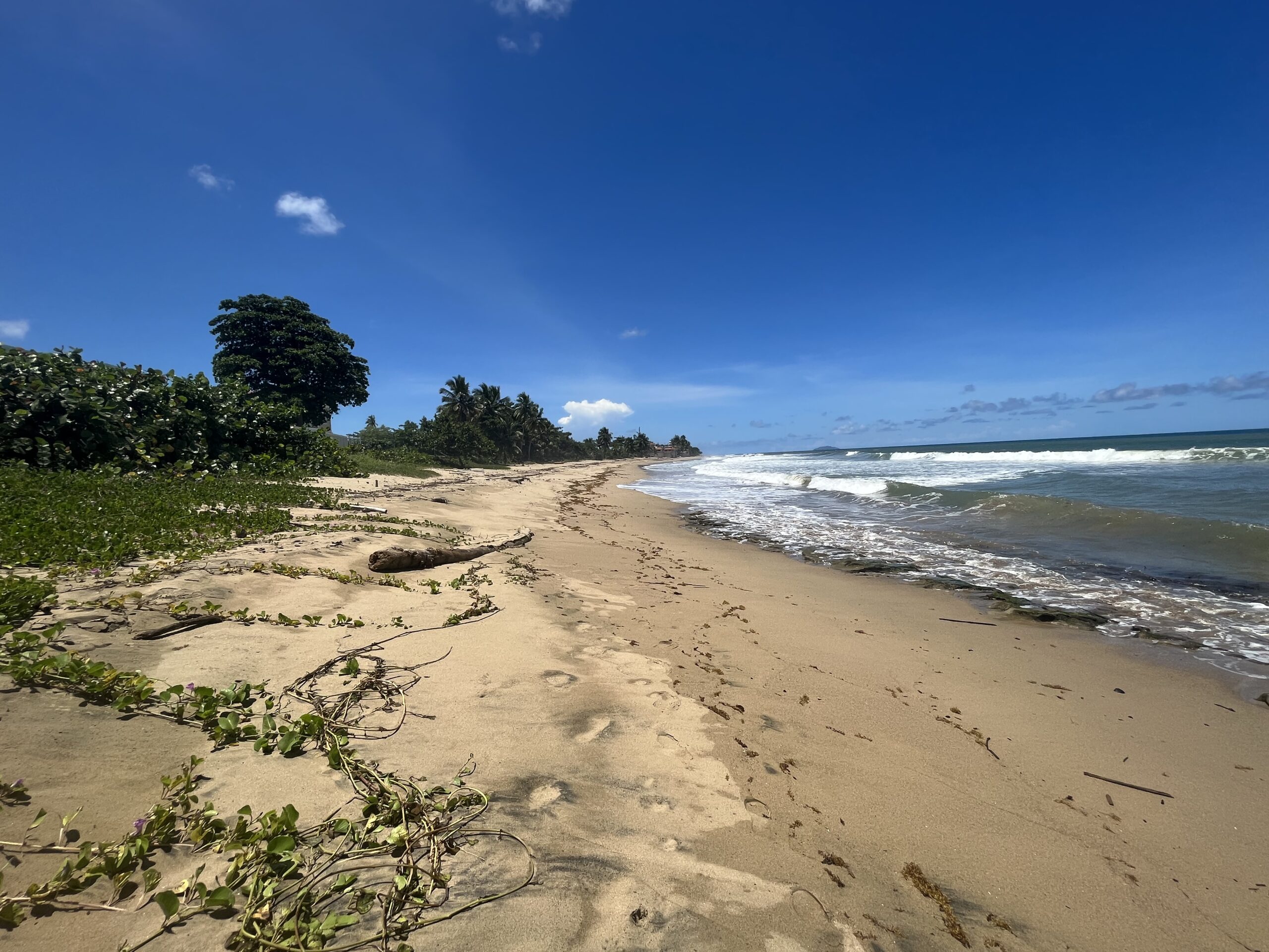 empty beach with trees on left and ocean on right