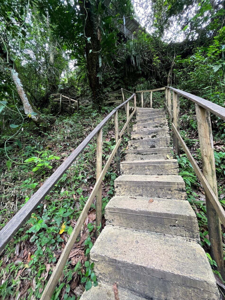 Looking up concrete stairs with wooden railings in Puerto Rican rainforest