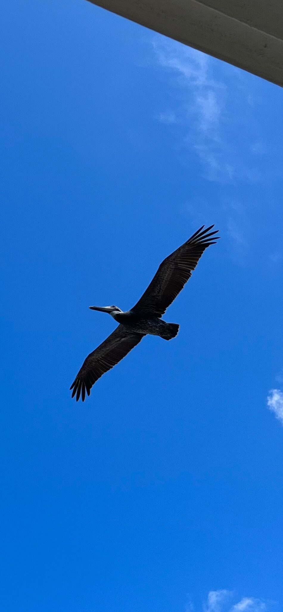 View from below of a pelican flying against a blue sky