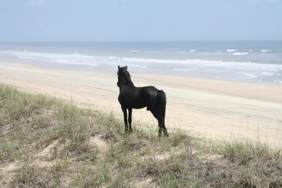 Black stallion standing on a dune overlooking the ocean at Outer Banks North Carolina