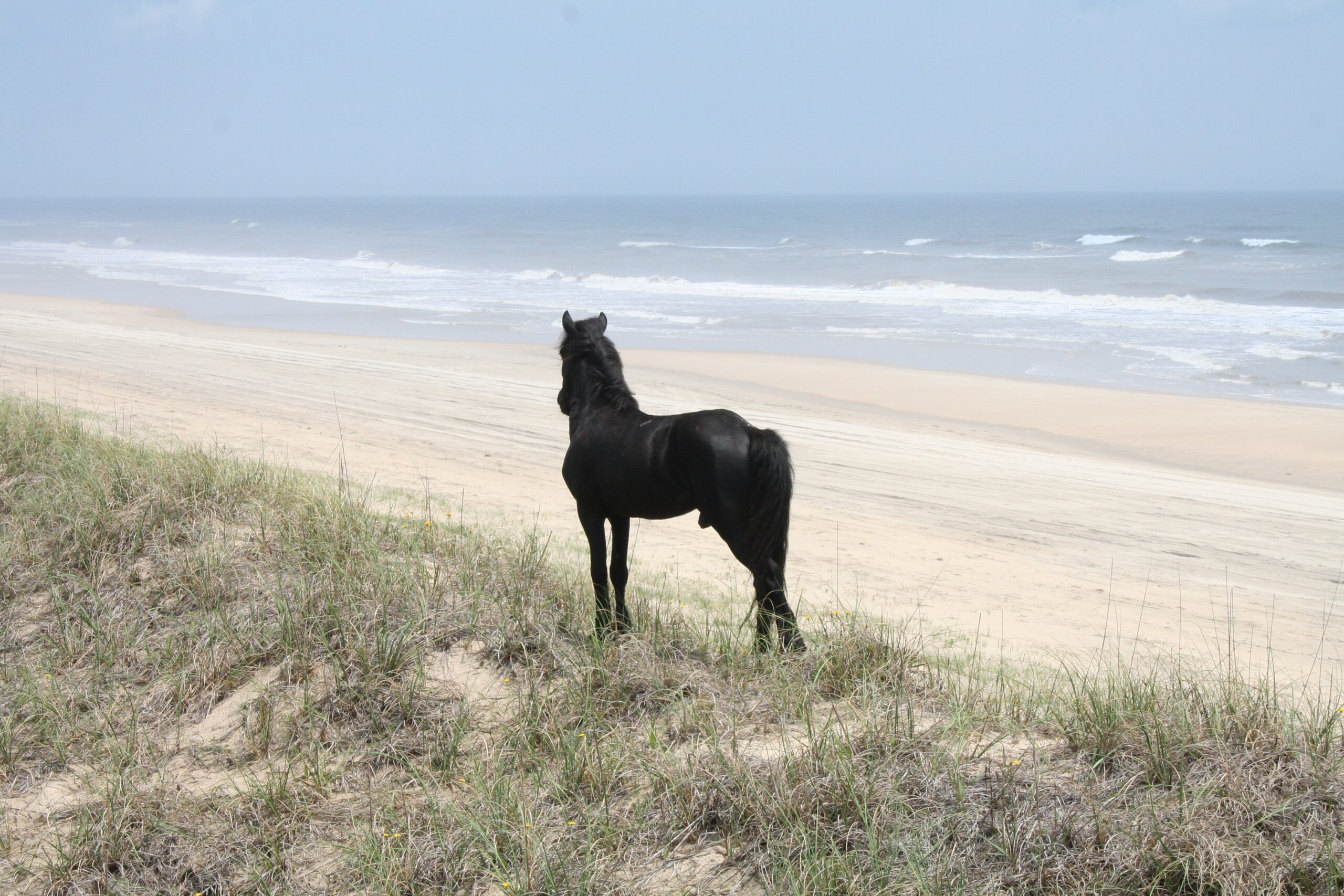 Black stallion standing on a dune overlooking the ocean at Outer Banks North Carolina