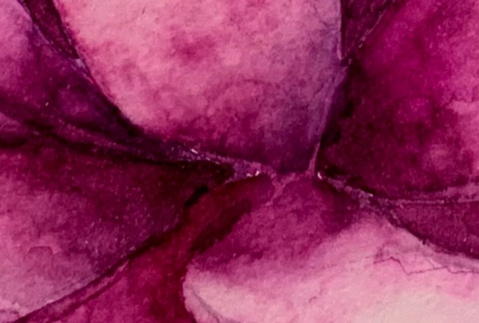 watercolor flower closeup in varying shades of pink
