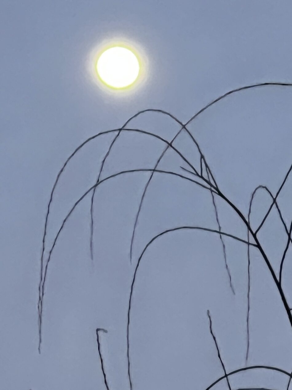 Moonrise over the bare naked willow tree