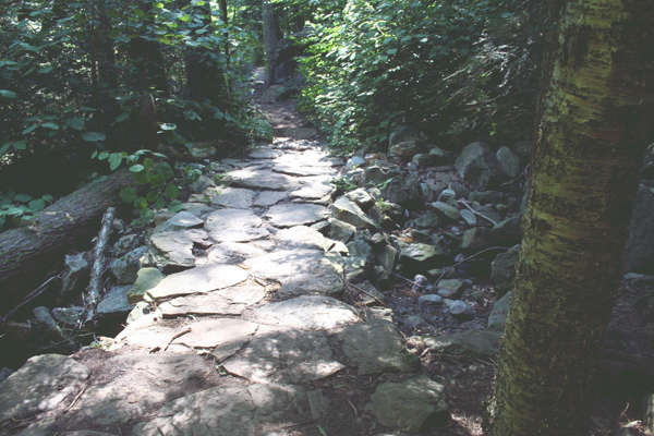 stone path bathed in light flanked by green shrubbery of the forest