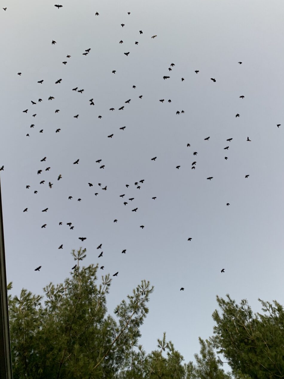 A flock of birds flying in a scattered pattern in the hazy gray sky with tree tops underneath