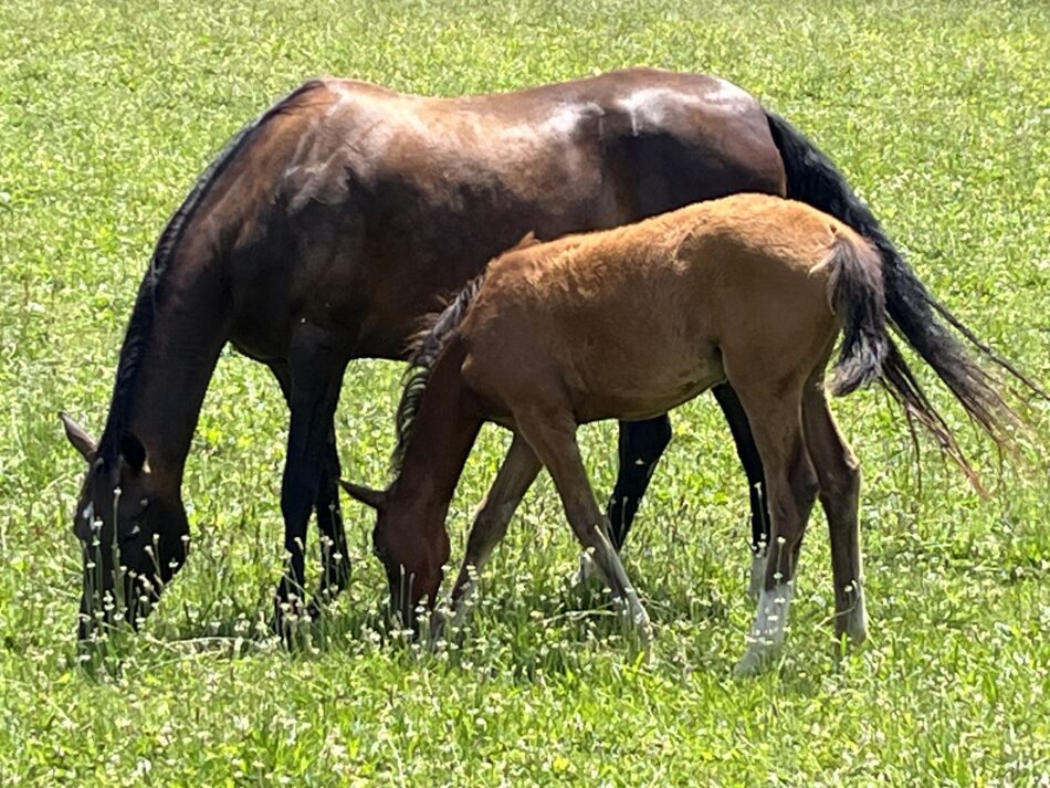 Brown horse with lighter brown foal eating grass